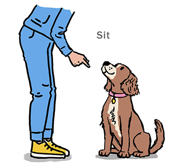 Teaching the sit command