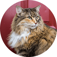 Maine Coon