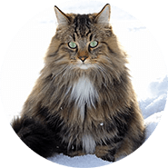 Norwegian Forest Cat