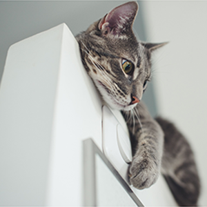 Cat atop door