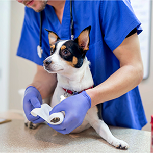 Vet applying bandage to dog