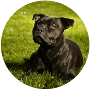 Staffordshire Bull Terrier