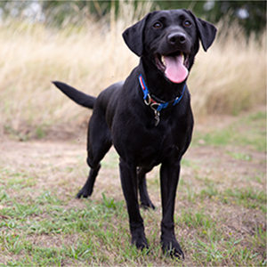 labrador in field