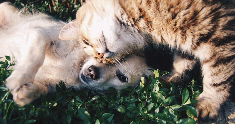 cat and dog img