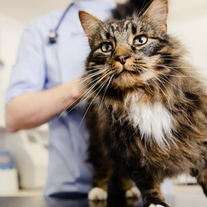 Cat at the vet