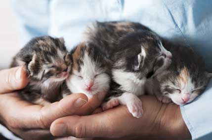 Kittens Breeders