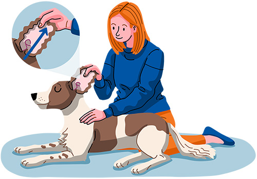 massage your dog's ears