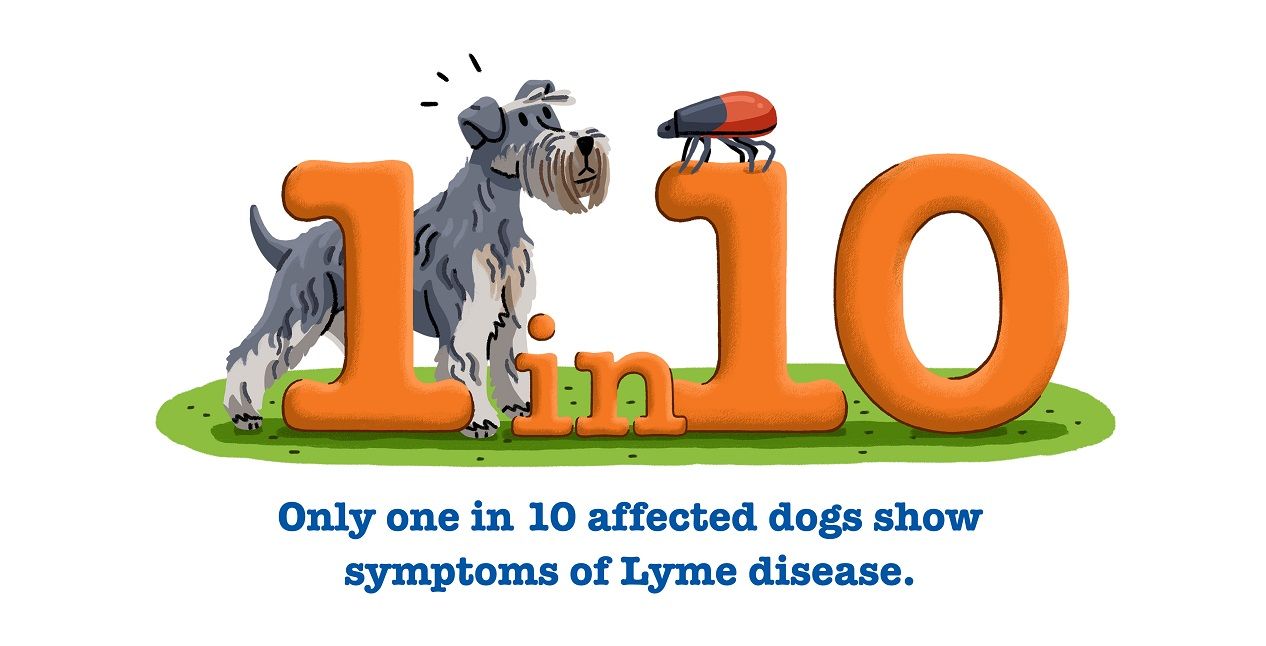 Only 1 in 10 affected dogs show symptoms of Lyme disease