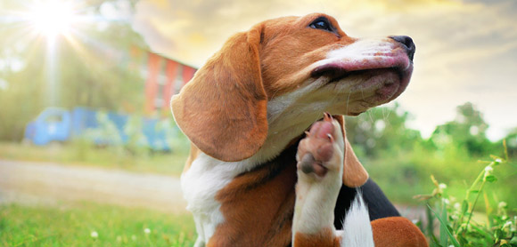 Home remedies for fleas for puppies deals