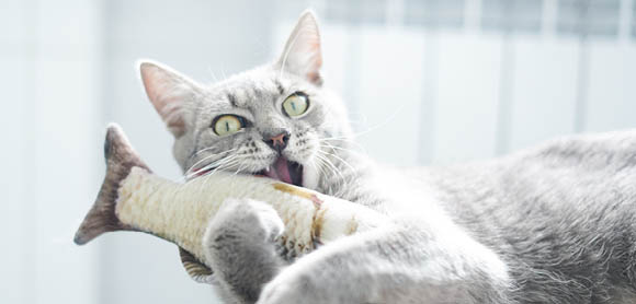 Indoor cats