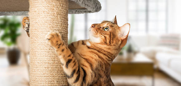 Indoor cats