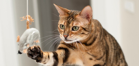 Indoor cats