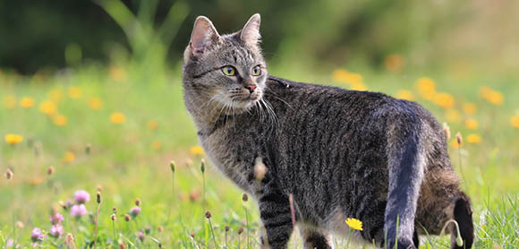 Keep cats out of the garden
