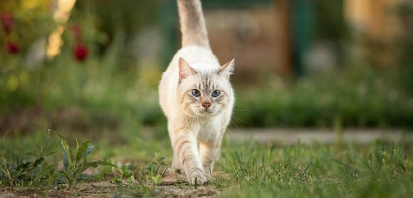Keep cats out of the garden