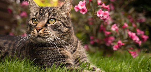 Keep cats out of the garden