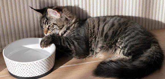 Is my cat hydrated