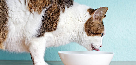 Is my cat hydrated