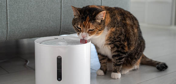 Is my cat hydrated