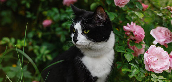 Plants poisonous to cats