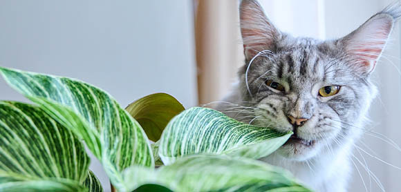 Plants poisonous to cats