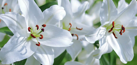 Plants poisonous to cats