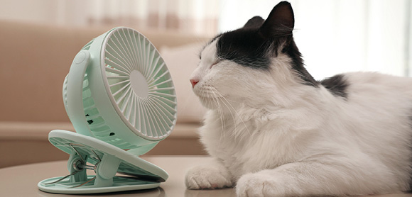 Cat regulate body temperature