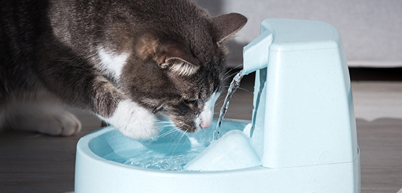 Cat regulate body temperature