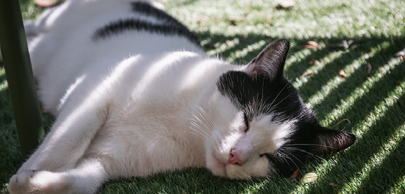 Cat regulate body temperature