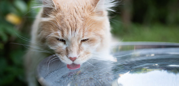 Cat regulate body temperature