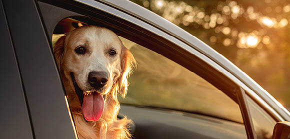 Travelling with dogs