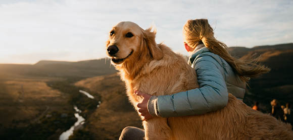 Travelling with dogs