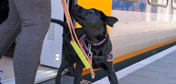 Travelling with dogs