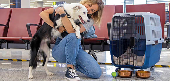 Travelling with dogs