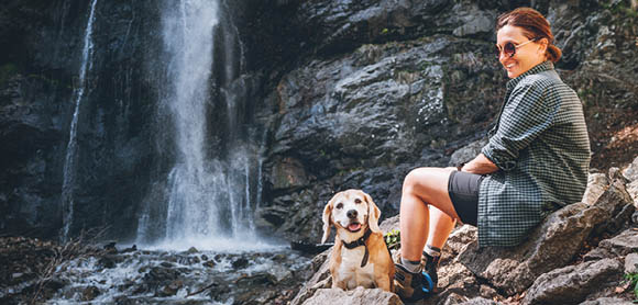 Travelling with dogs