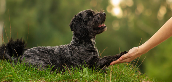 Teach dog tricks