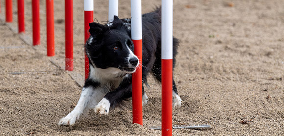Teach dog tricks