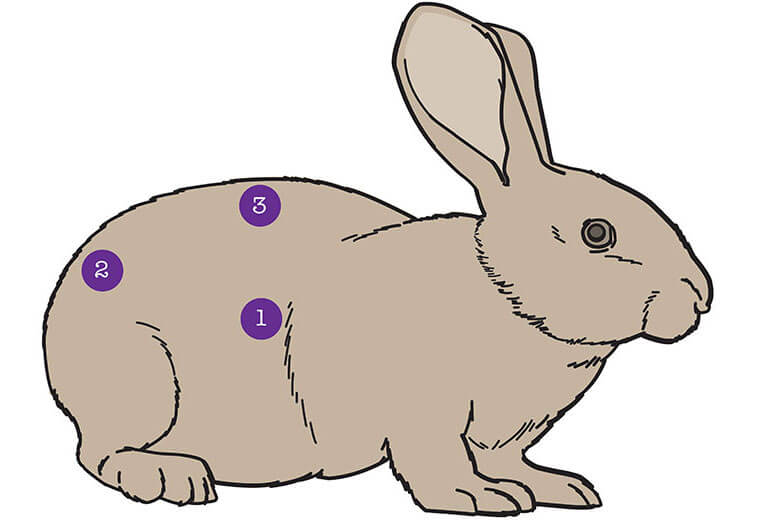 rabbit visual