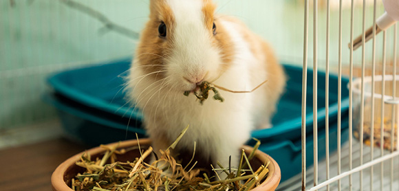 What do rabbits eat?