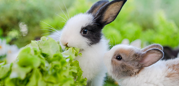 What do rabbits eat?