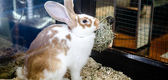 What do rabbits eat?