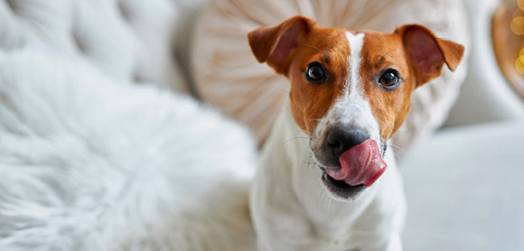 Dog licking their nose