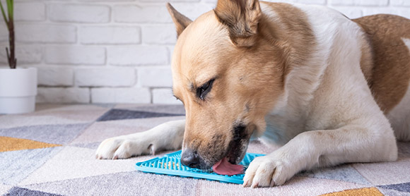 Dog licking mat