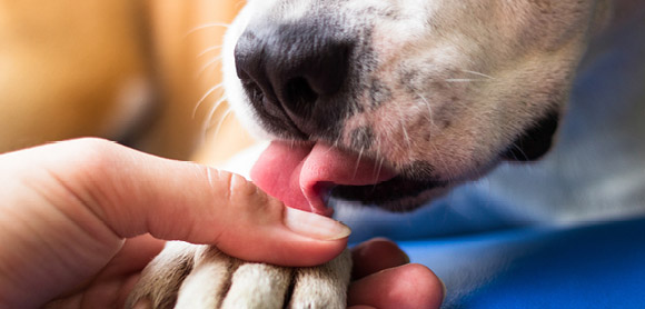 Dog licking their paw
