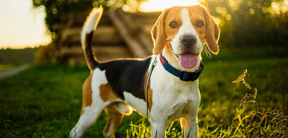 Dog wagging tail
