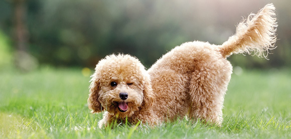 Dog wagging tail