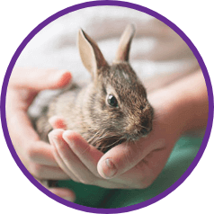 Rabbit Insurance