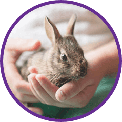 Rabbit Insurance