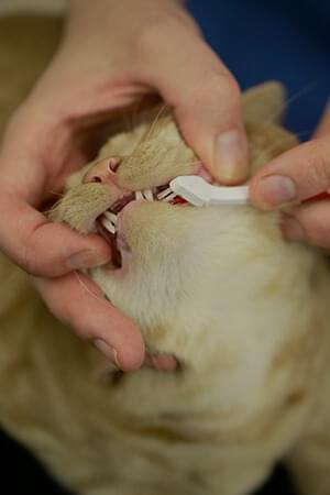 kitten time to brush