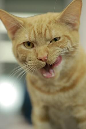 Kitten deals teeth cleaning