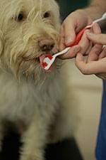 puppy choose the right toothpaste